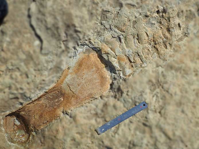 Palette natatoire Sauroptrygien fossile jurassique Boulonnais